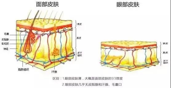 面部皮肤和眼部皮肤